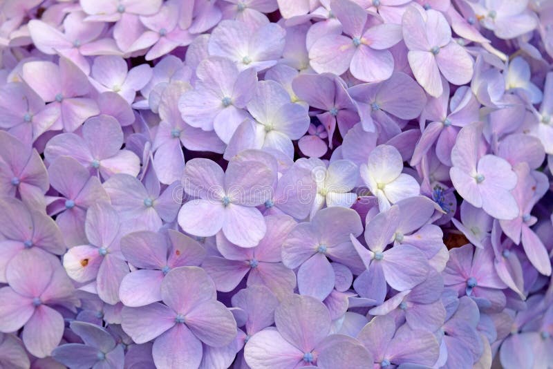 Blommor för vanlig hortensia för härlig blom- bakgrund för närbild purpurfärgade arkivbild Blommor för vanlig hortensia för härlig blom- bakgrund för närbild purpurfärgade arkivbild