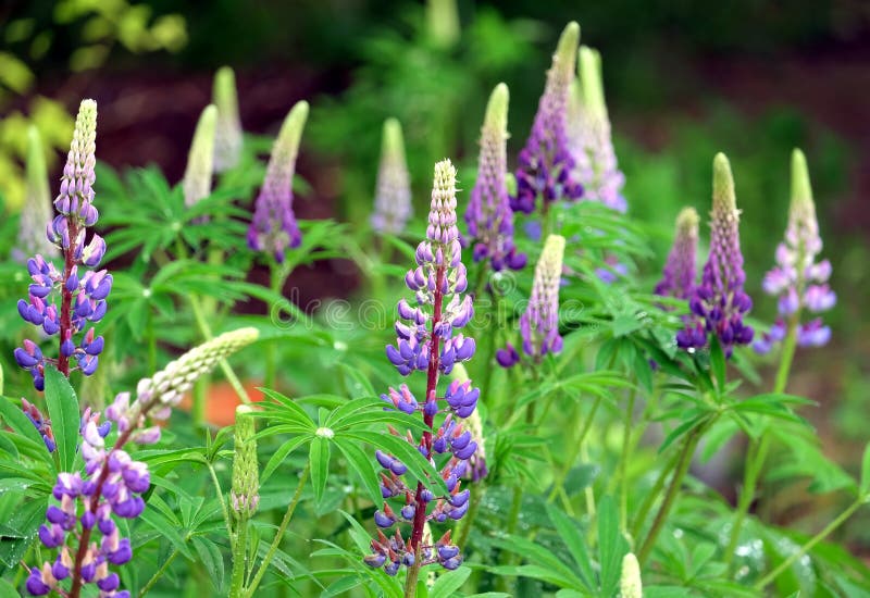 Blommor i färgade lupiner med vattendroppar på bladen på ljusa sommardagar utomhus. Blåblått med rosa lupiner blommor med vattendroppar på blad på en ljusare sommardag utomhus på oskarp bakgrund i örter
