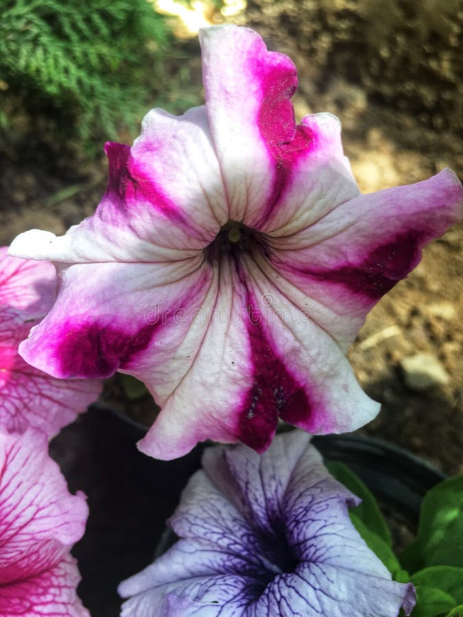 Blommor i härliga färger under solen arkivbilder Blommor i härliga färger under solen arkivbilder