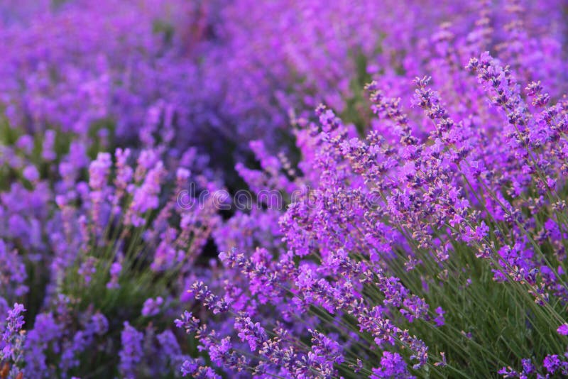 Blommor i lavendelfälten royaltyfri bild