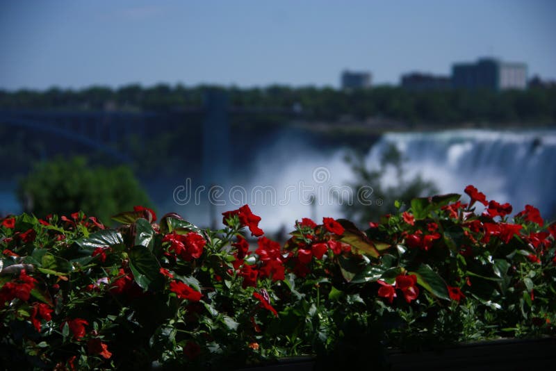 Blommor i Niagara Falls royaltyfri bild Blommor i Niagara Falls royaltyfri bild