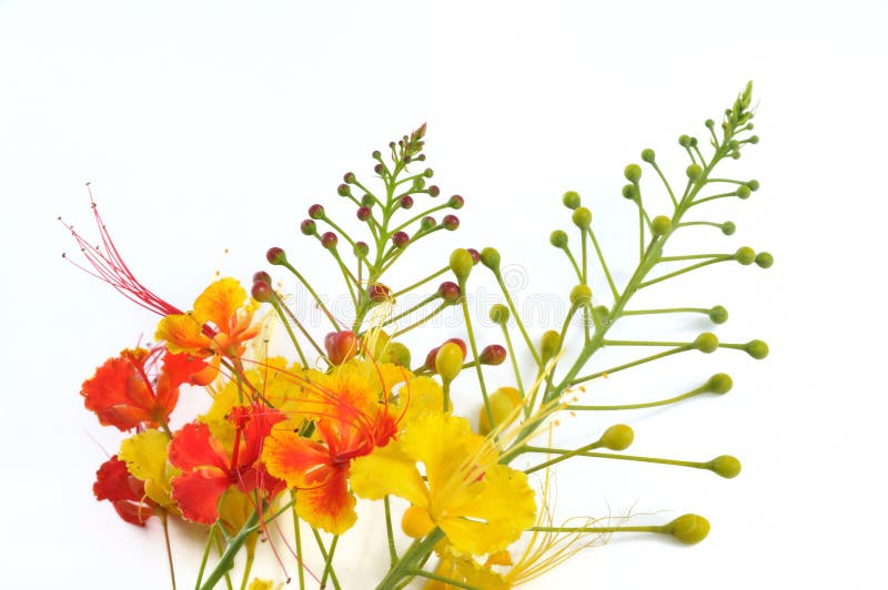 blommor isolerade tropiskt royaltyfria foton blommor isolerade tropiskt royaltyfria foton