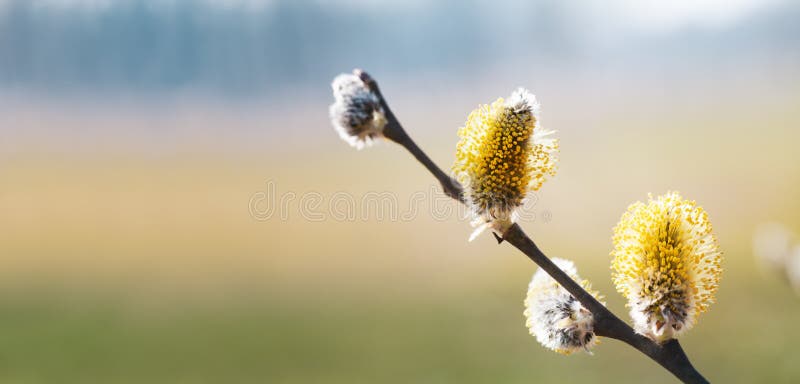 Blommor med gult fluffy catkins. källtid arkivfoto