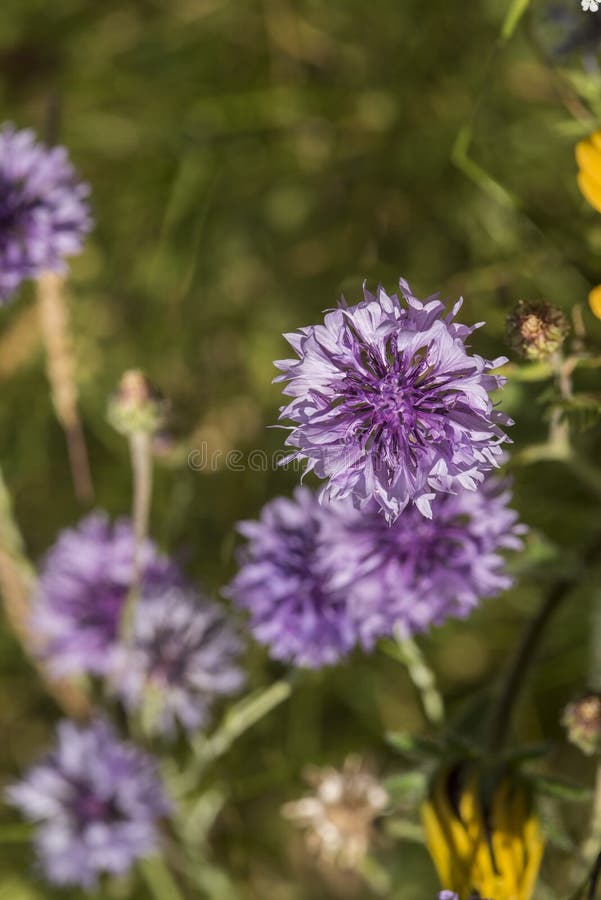 Flowers: Closeup of a patch of purple / lilac Cornflowers, Centaurea cyanus, in a wildflower meadow. Fragrant flowers are blue, pink or purple petals with darker stamens against a dark green grass background. macro, color, fragrance, perfume, pot pourri, dried flowers, garden, gardening, horticulture, macro. Flowers: Closeup of a patch of purple / lilac Cornflowers, Centaurea cyanus, in a wildflower meadow. Fragrant flowers are blue, pink or purple petals with darker stamens against a dark green grass background. macro, color, fragrance, perfume, pot pourri, dried flowers, garden, gardening, horticulture, macro