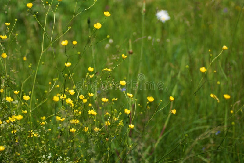 Blommor och gräs tände vid varmt solbelyst på en sommaräng, naturliga bakgrunder för abstrakt begrepp för din design royaltyfria foton Blommor och gräs tände vid varmt solbelyst på en sommaräng, naturliga bakgrunder för abstrakt begrepp för din design royaltyfria foton