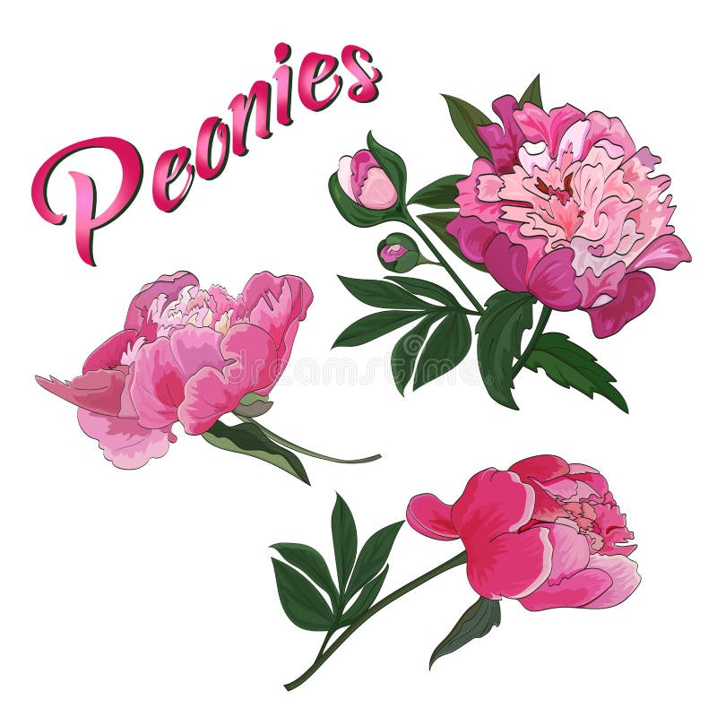 Blommor och knoppar av den rosa pionen på en vit bakgrund vektor stock illustrationer Blommor och knoppar av den rosa pionen på en vit bakgrund vektor stock illustrationer