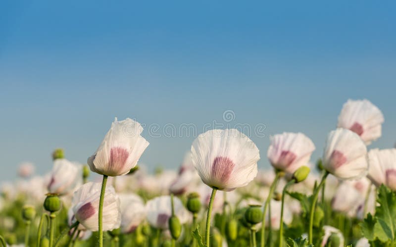 Blommor och seedheads av vitt och lilor färgade vallmo i ett f