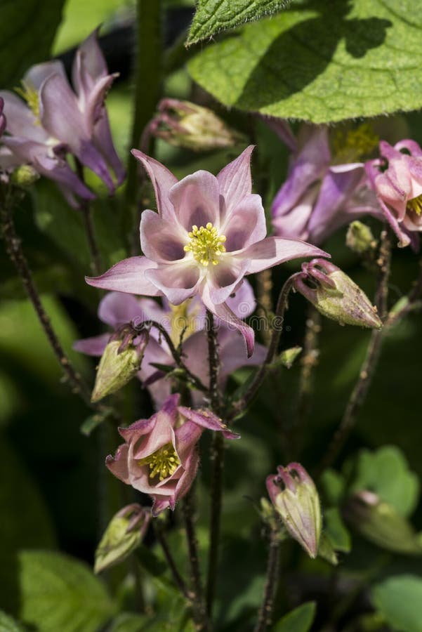 Flowers: Closeup, macro, of a Purple Columbine, Aquilegia `Blue Star`, ornamental flower growing in an English country garden. Flowers are pale pink petals with yellow stamens against a dark green leaves background. color, fragrance, perfume, garden, gardening, horticulture, botany, flower, texture. Flowers: Closeup, macro, of a Purple Columbine, Aquilegia `Blue Star`, ornamental flower growing in an English country garden. Flowers are pale pink petals with yellow stamens against a dark green leaves background. color, fragrance, perfume, garden, gardening, horticulture, botany, flower, texture