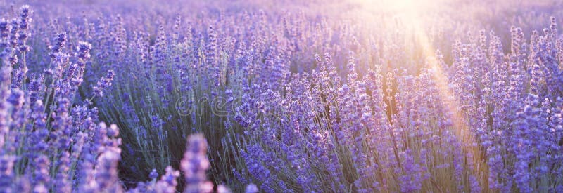 Blommor vid solnedgång i lavendefälten i bergen. vacker bild av lavender under sommarsolnedgången arkivbild
