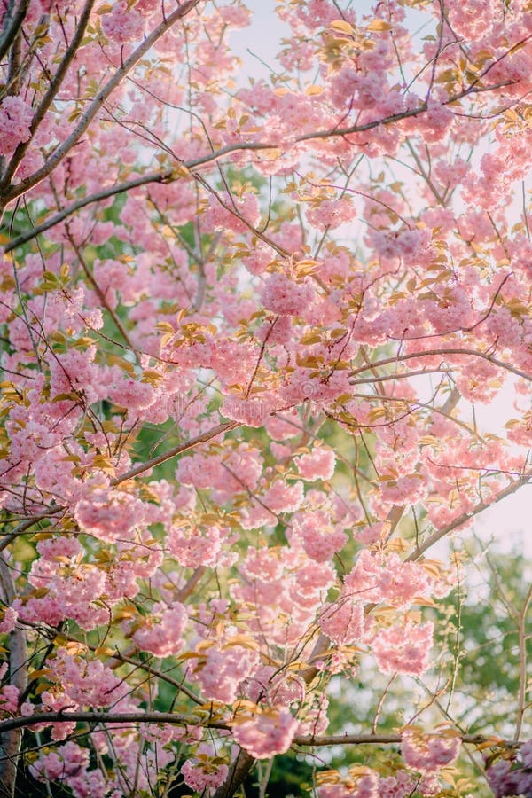 Blomning av körsbärsröda blomningar royaltyfri bild Blomning av körsbärsröda blomningar royaltyfri bild