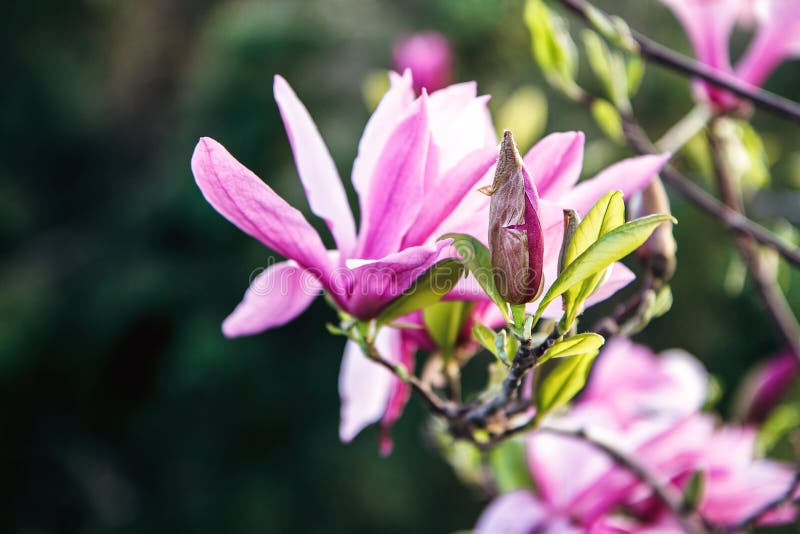 Blomning av magnoliaträdet Härlig rosa magnoliablomma på naturlig abstrakt mjuk blom- bakgrund Våren blommar i det botaniskt royaltyfria foton Blomning av magnoliaträdet Härlig rosa magnoliablomma på naturlig abstrakt mjuk blom- bakgrund Våren blommar i det botaniskt royaltyfria foton