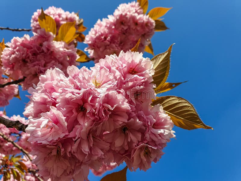 Blomning av rosa sakura blommor på en filial för körsbärsrött träd i vår den n?ra makroen sk?t upp royaltyfri bild Blomning av rosa sakura blommor på en filial för körsbärsrött träd i vår den n?ra makroen sk?t upp royaltyfri bild
