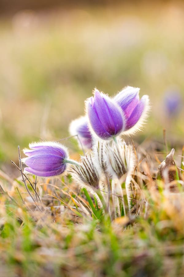 Blomning för pulsatilla för Pasque blomma Specificera makroen av den violetta blomman som tas under den härliga vårsolnedgången V royaltyfri fotografi Blomning för pulsatilla för Pasque blomma Specificera makroen av den violetta blomman som tas under den härliga vårsolnedgången V royaltyfri fotografi