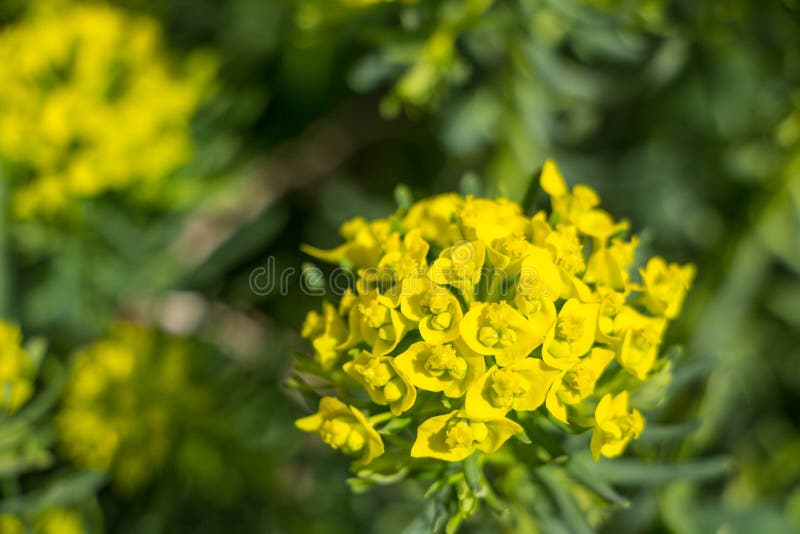 Blomning för Spurge cypress (Euphorbiamyrsinites) arkivfoton
