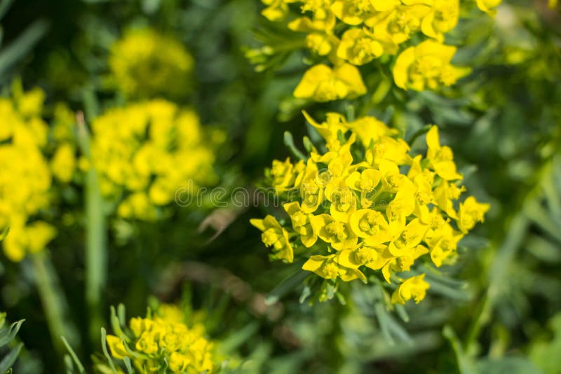 Blomning för Spurge cypress (Euphorbiamyrsinites) arkivbild