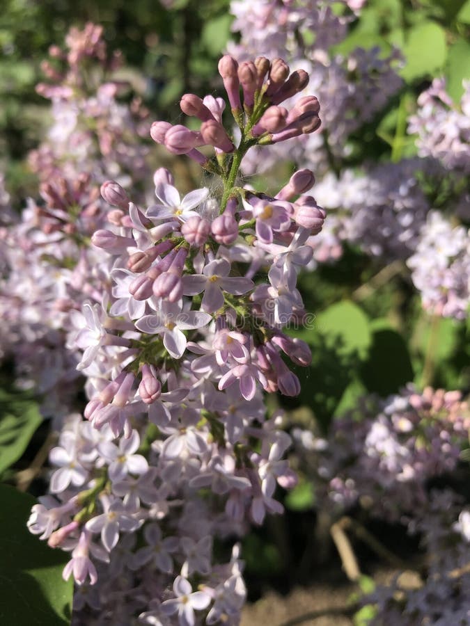 Lilak i blomning, vacker lila blomma