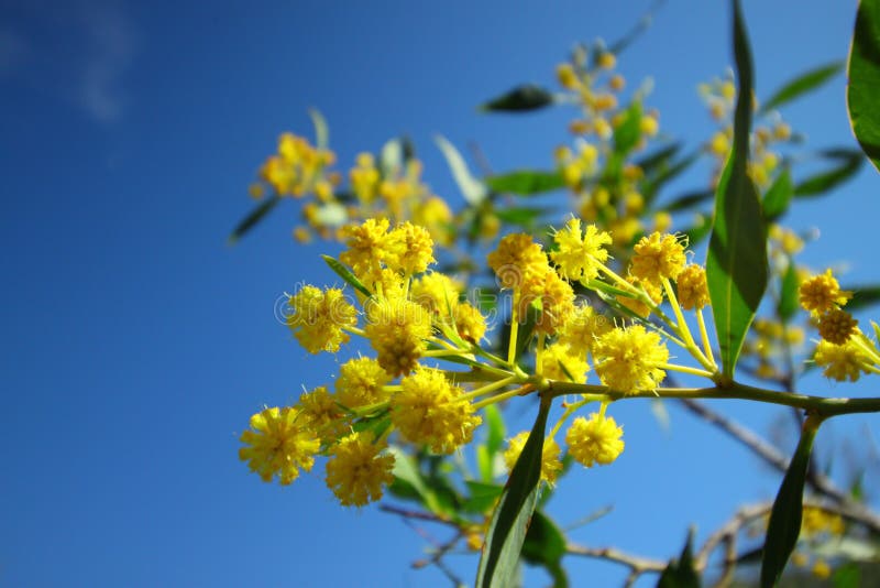 Blomningakacia arkivfoton Blomningakacia arkivfoton