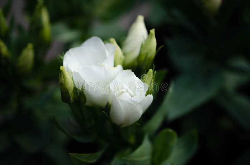 Blomningfilial med den vita rosen fotografering för bildbyråer Blomningfilial med den vita rosen fotografering för bildbyråer
