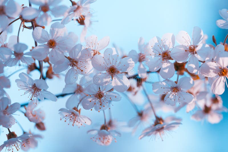Blomningkörsbäret förgrena sig mot bakgrunden för blå himmel fotografering för bildbyråer Blomningkörsbäret förgrena sig mot bakgrunden för blå himmel fotografering för bildbyråer