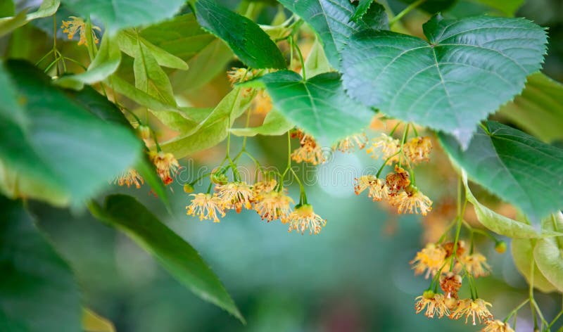 Lime-tree blossoms .Tilia species are large deciduous trees, reaching typically 20 to 40 metres tall, with oblique-cordate leaves 6 to 20 centimetres across. Teil is an old name for the lime tree. The tree produces fragrant and nectar-producing flowers, the medicinal herb lime blossom, also used for herbal tea and tinctures. Lime-tree blossoms .Tilia species are large deciduous trees, reaching typically 20 to 40 metres tall, with oblique-cordate leaves 6 to 20 centimetres across. Teil is an old name for the lime tree. The tree produces fragrant and nectar-producing flowers, the medicinal herb lime blossom, also used for herbal tea and tinctures.