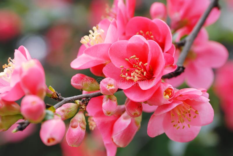 blomningplommon blomningplommon