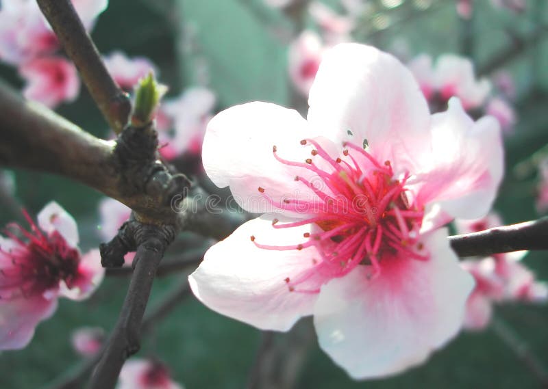 blomningplommon blomningplommon