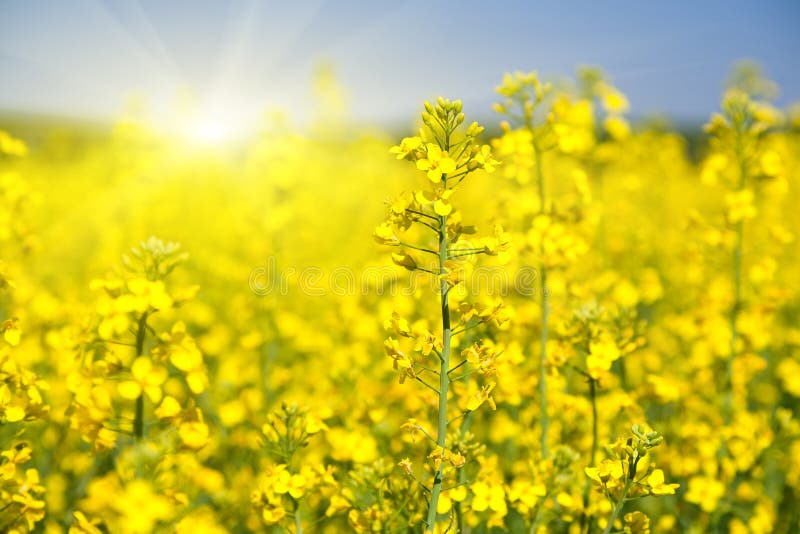 Blomningrapsfröfält royaltyfri bild