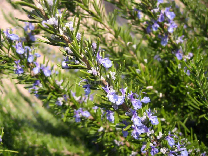 A sprig of flowering rosemary. A sprig of flowering rosemary