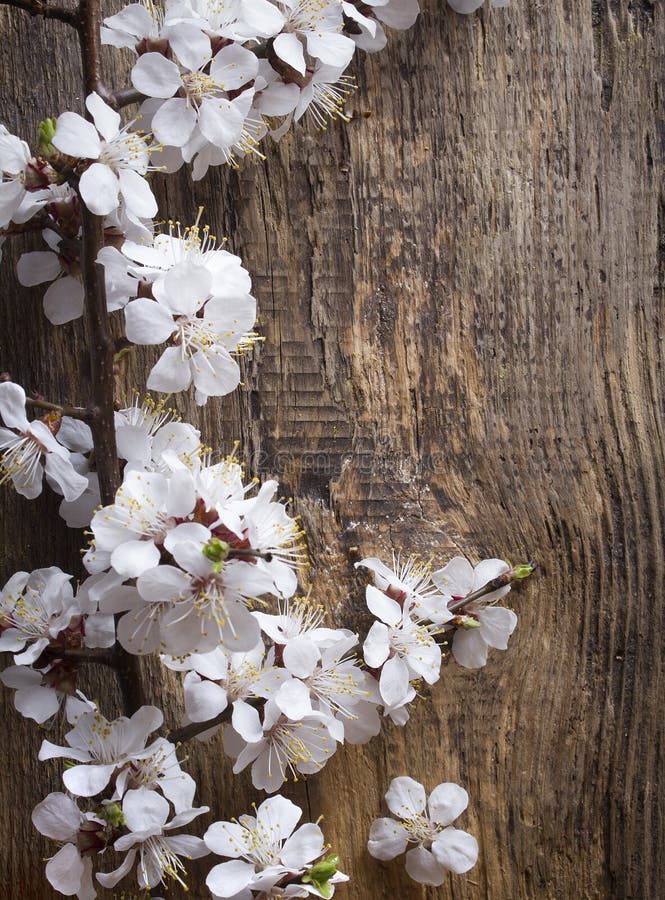 Blomningsgren på träbakgrund arkivbild