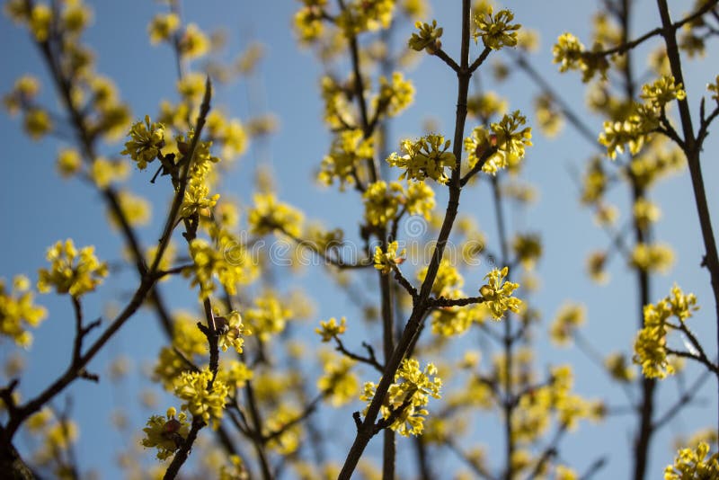 Blomningskogskornell i vårdag i klart väder arkivfoto Blomningskogskornell i vårdag i klart väder arkivfoto