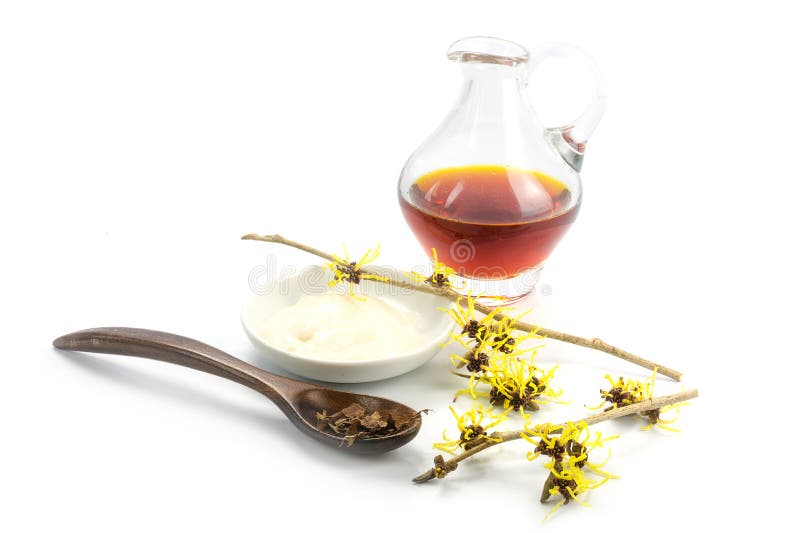 Blomningtrollhassel (Hamamelis), torkade sidor, kräm och essen royaltyfria foton Blomningtrollhassel (Hamamelis), torkade sidor, kräm och essen royaltyfria foton