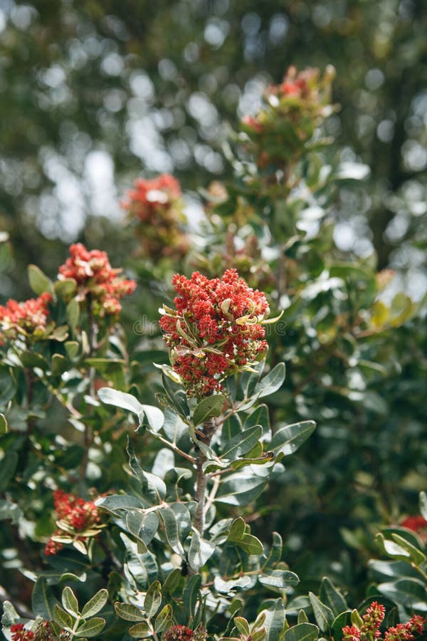 Blomningträd En filial av ett träd med röda blommor och gräsplansidor på en solig dag arkivbilder Blomningträd En filial av ett träd med röda blommor och gräsplansidor på en solig dag arkivbilder