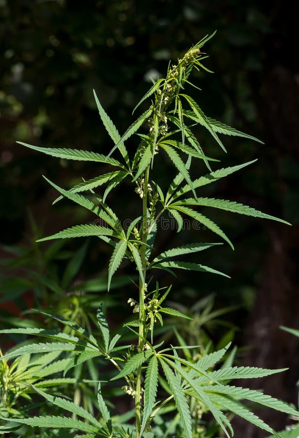 Blomningväxt av marijuana på en svart bakgrund arkivfoto Blomningväxt av marijuana på en svart bakgrund arkivfoto