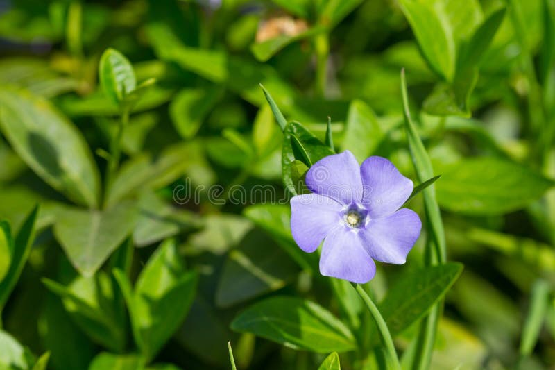 Blomsterblomma royaltyfri fotografi