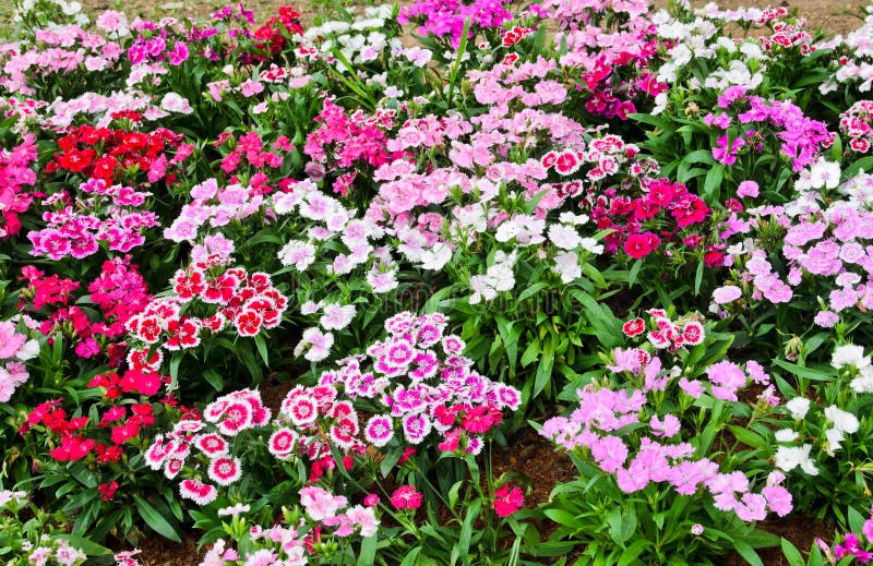 Blomsterrabatt av Dianthusbarbatusen fotografering för bildbyråer Blomsterrabatt av Dianthusbarbatusen fotografering för bildbyråer