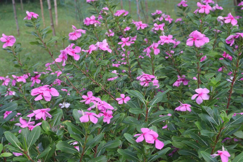Blomsterväxt från madagascar periwinkle på dagis royaltyfri fotografi
