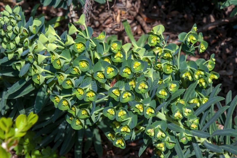 Blomstjälk av euphorbia myrsinites shrub royaltyfria foton