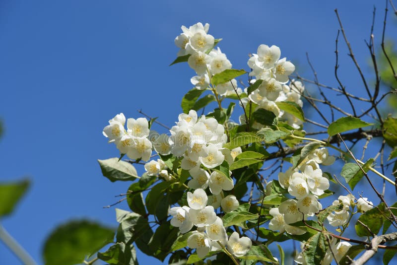 Blomstra av k?rsb?rsr?da blommor i v?rtid, solig bakgrund f?r makro arkivfoton Blomstra av k?rsb?rsr?da blommor i v?rtid, solig bakgrund f?r makro arkivfoton