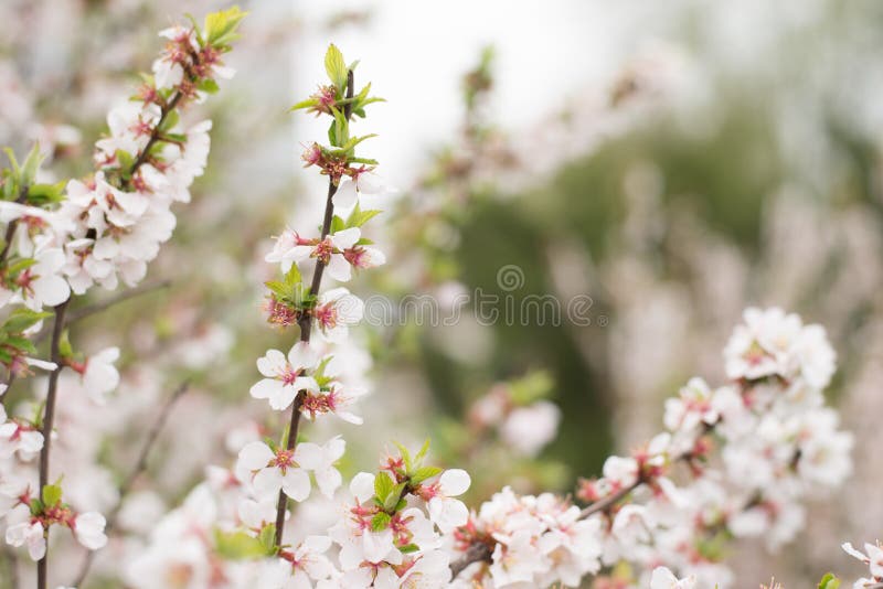 Blomstra filial?pplet Ljusa f?rgrika v?rblommor royaltyfri bild Blomstra filial?pplet Ljusa f?rgrika v?rblommor royaltyfri bild