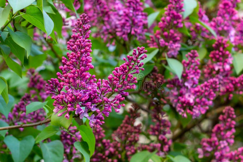 Blomstra filialen av vulgaris blommor för den purpurfärgade lila syringaen på grön sidabakgrund parkera på våren royaltyfri bild Blomstra filialen av vulgaris blommor för den purpurfärgade lila syringaen på grön sidabakgrund parkera på våren royaltyfri bild