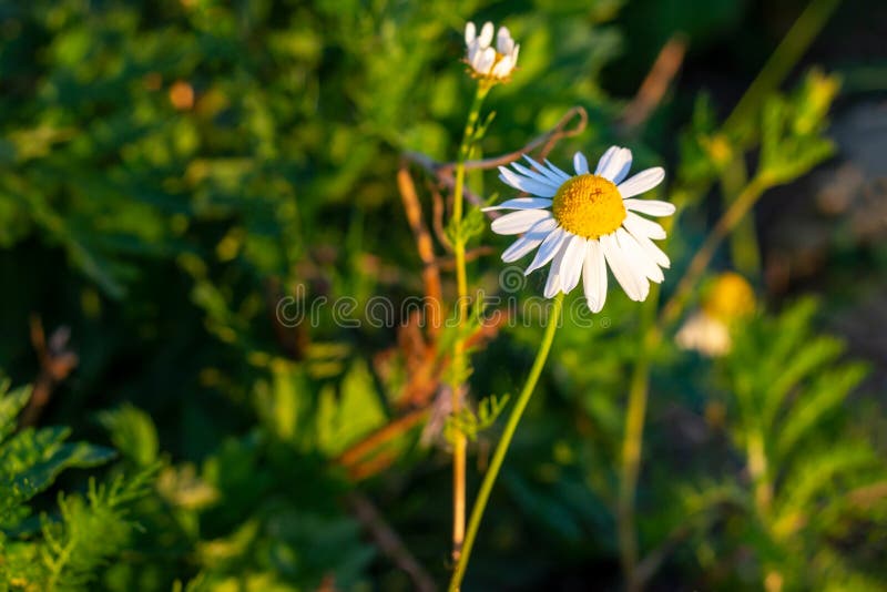 Blomstra lösa blommor för vit och gul kamomill på gröna sidor och gräsbakgrund i sommar royaltyfri fotografi Blomstra lösa blommor för vit och gul kamomill på gröna sidor och gräsbakgrund i sommar royaltyfri fotografi
