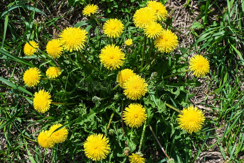 Blomstrande dandelioner. gul dandelionblomma på vårgräs