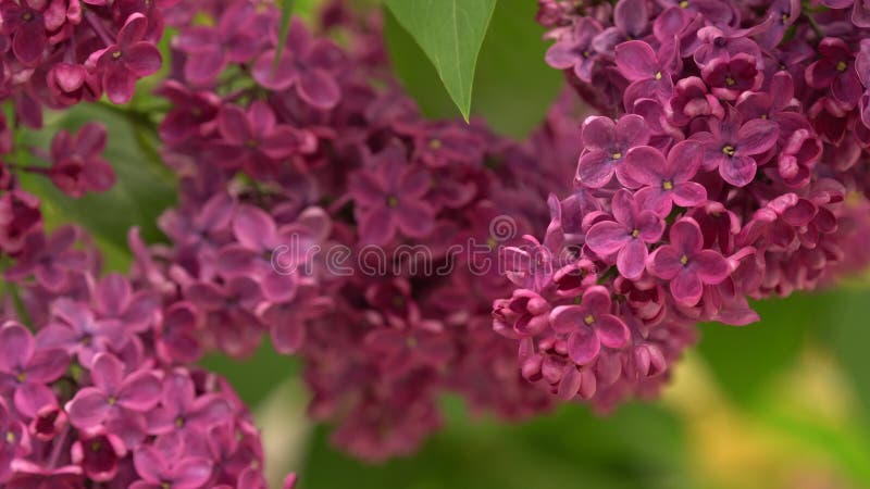 Blomstrande lilak buss. Rosa lilalika blommor. syringa träd med gröna blad i naturen. Naturlig vårbakgrund