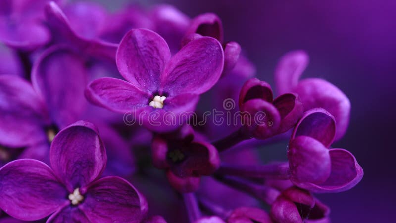 Blomstrande lilak buss. Rosa lilalika blommor. syringa träd med gröna blad i naturen. Naturlig vårbakgrund