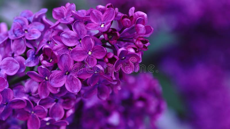 Blomstrande lilak buss. Rosa lilalika blommor. syringa träd med gröna blad i naturen. Naturlig vårbakgrund