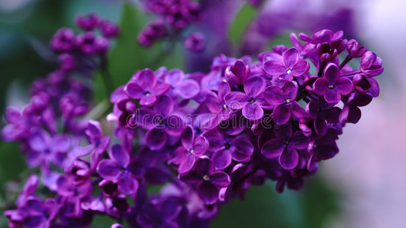 Blomstrande lilak buss. Rosa lilalika blommor. syringa träd med gröna blad i naturen. Naturlig vårbakgrund