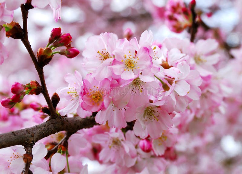 blomstrar Cherryet sakura