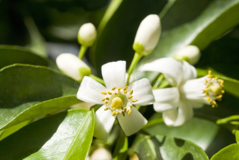 blomstrar den orange treen arkivfoto blomstrar den orange treen arkivfoto
