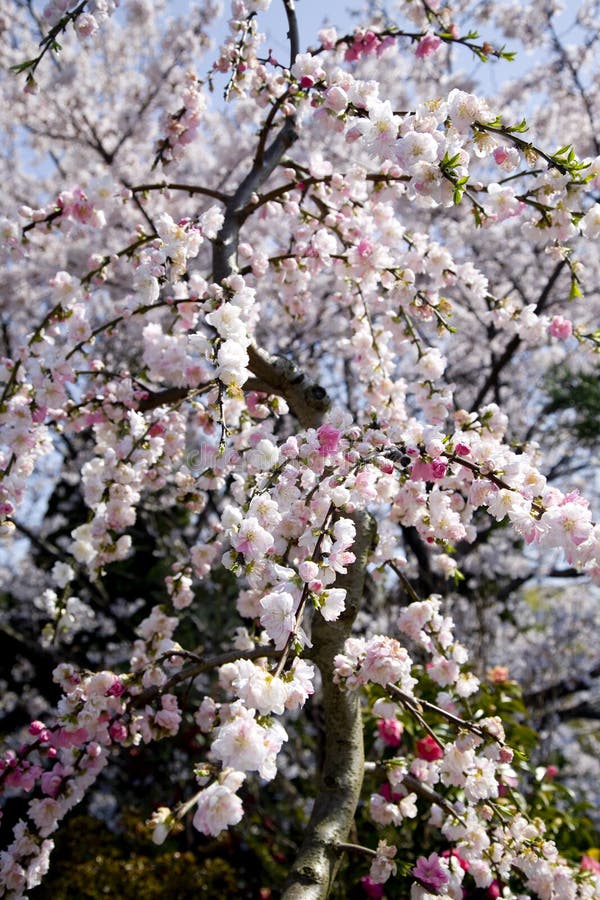 blomstrar plommonet arkivfoto blomstrar plommonet arkivfoto