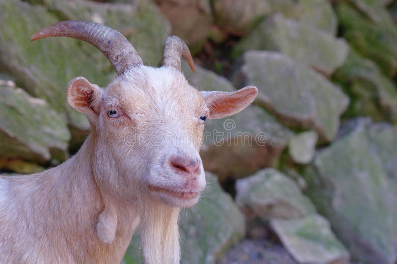 Blonde Goat Behavior - wide 4